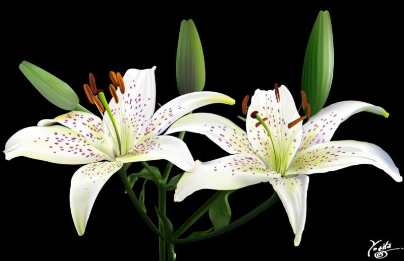 Belye Lilii White Lilies Coreltutorials